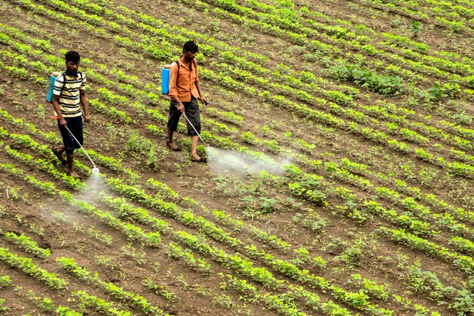 Zwei Männer besprühen ein Feld mit Pestiziden im globalen Süden